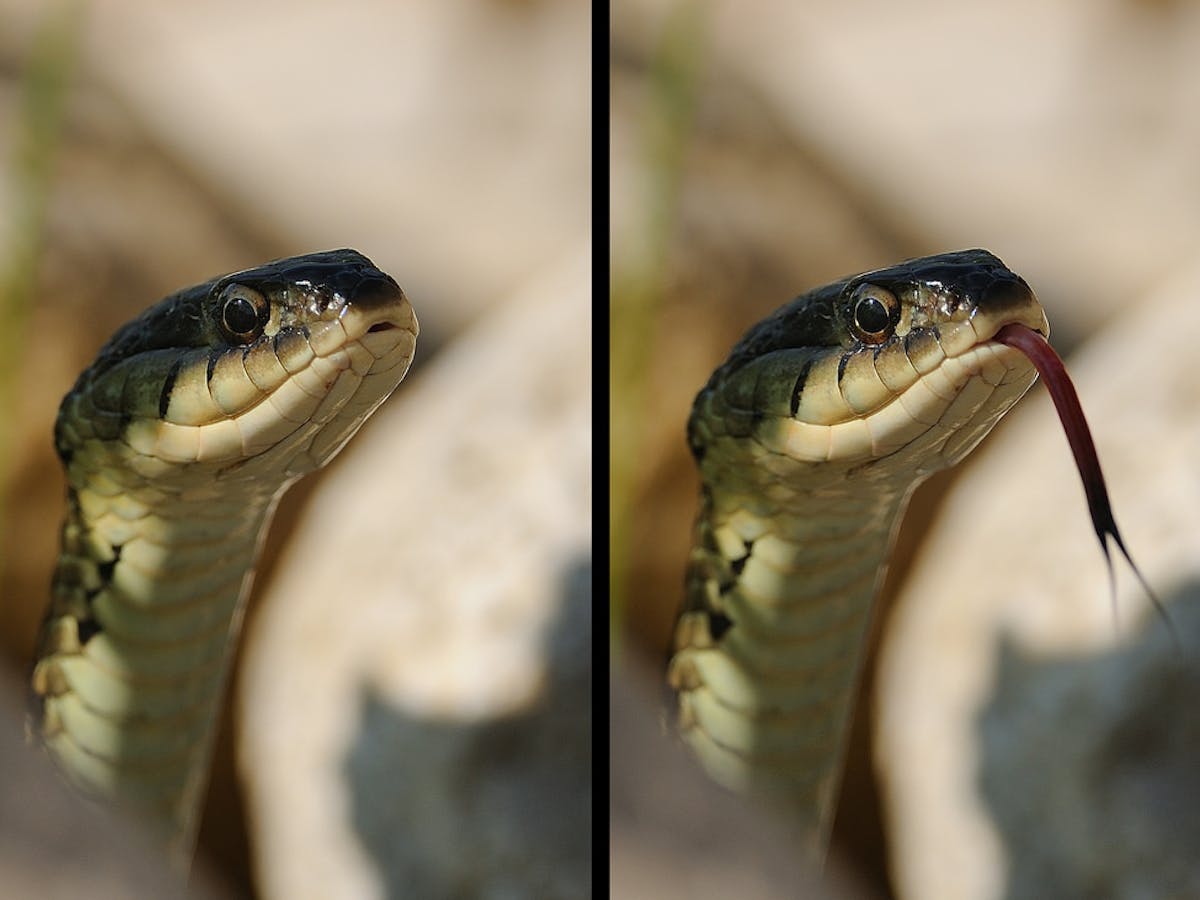 Curious Kids: How do snakes make an 'sssssss' sound with their tongue  poking out?