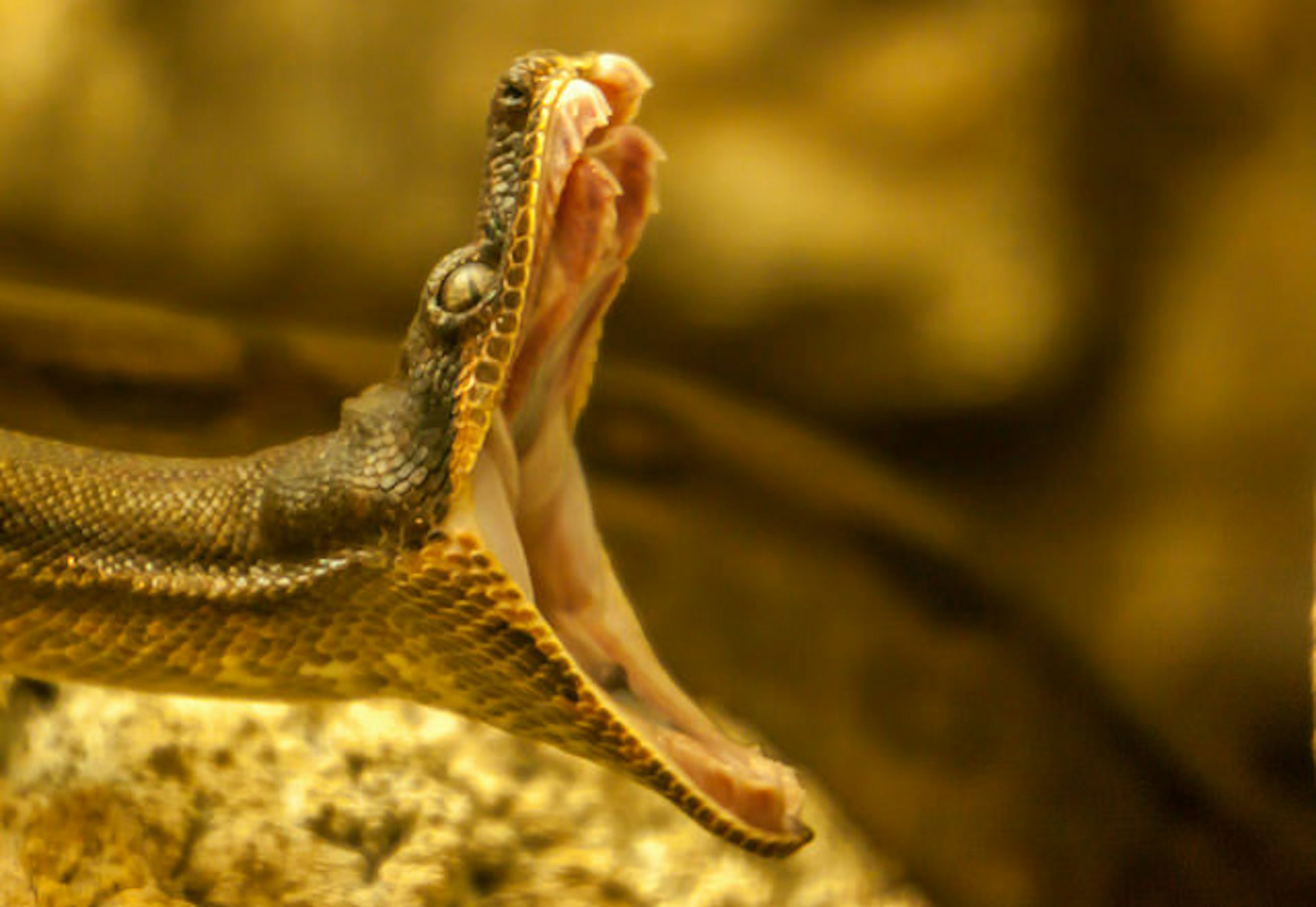 Curious Kids: How Do Snakes Make An ‘sssssss’ Sound With Their Tongue ...