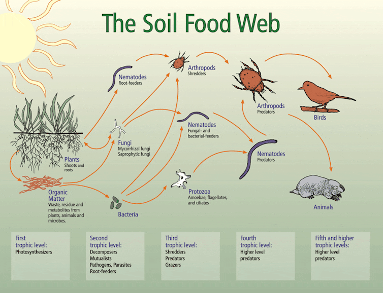 To restore our soils, feed the microbes