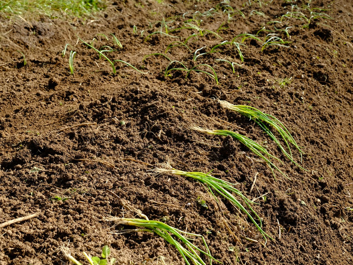 How to Get Microbes into Soil  