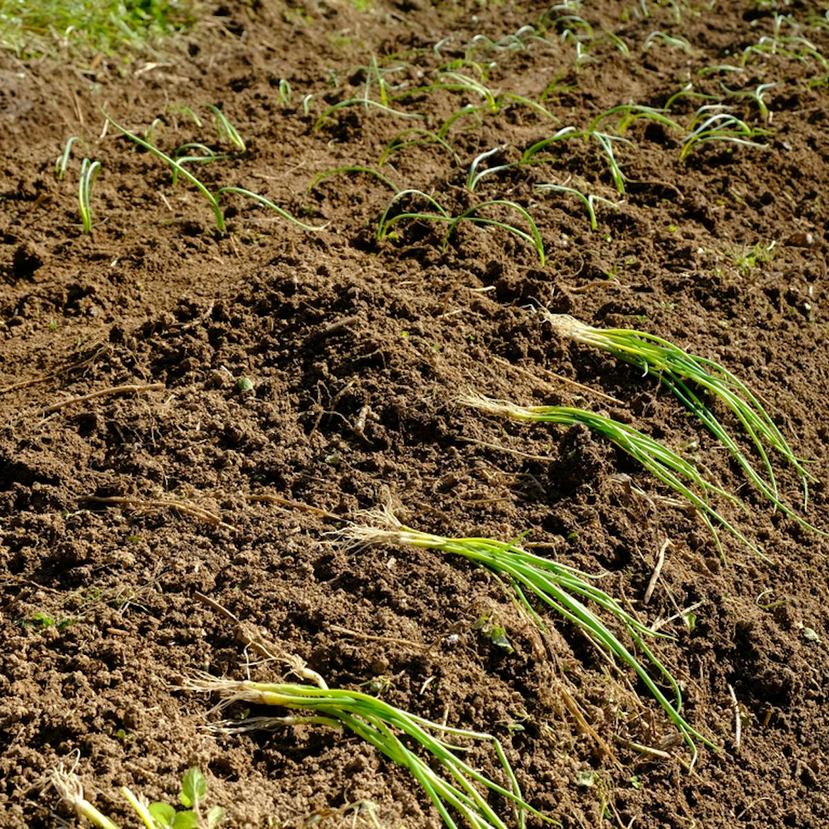 How to Get Microbes into Soil