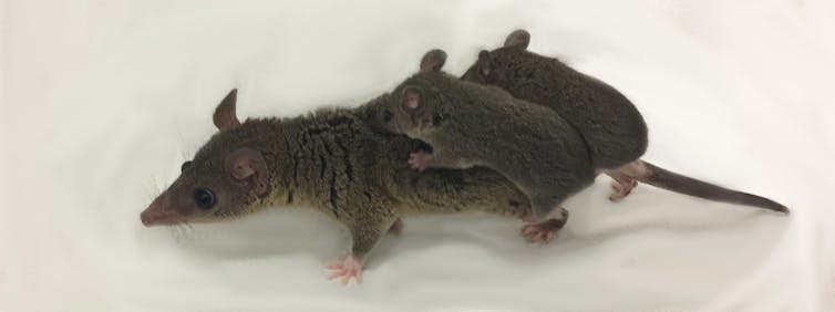 What marsupials taught us about embryo implantation could help women