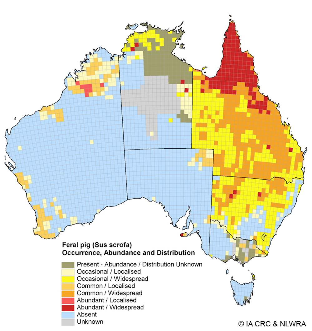 Pig Hunting Dogs And Humans Are At Risk Of A Disease That