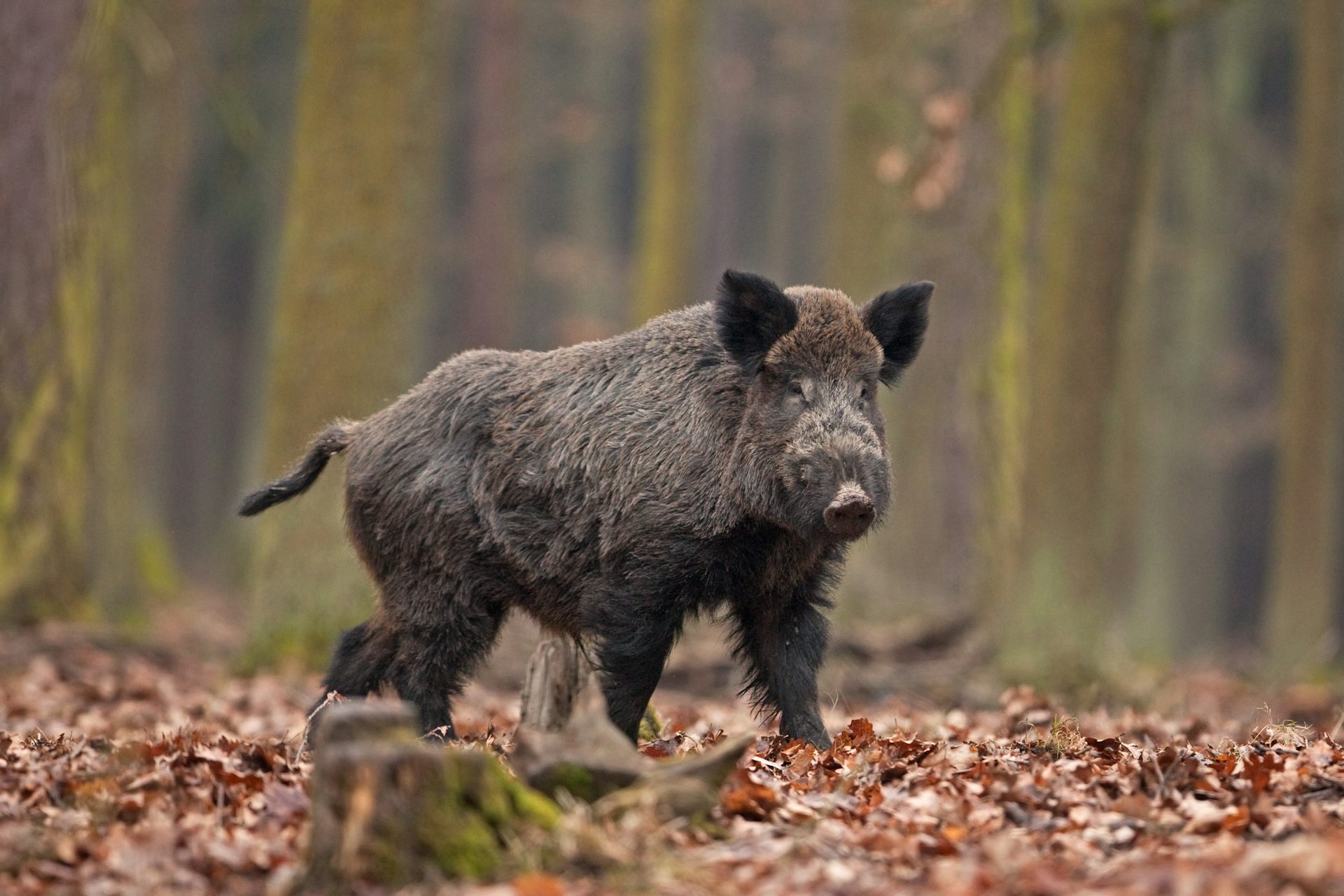 Boar. Карлик и дикий кабан.