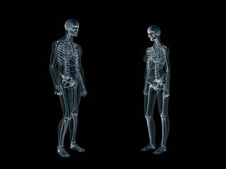 Both Men And Women Need Strong Bones But Their Skeletons Grow Differently Across Ages Both Men And Women Need Strong Bones But Their Skeletons Grow Differently Across Ages
