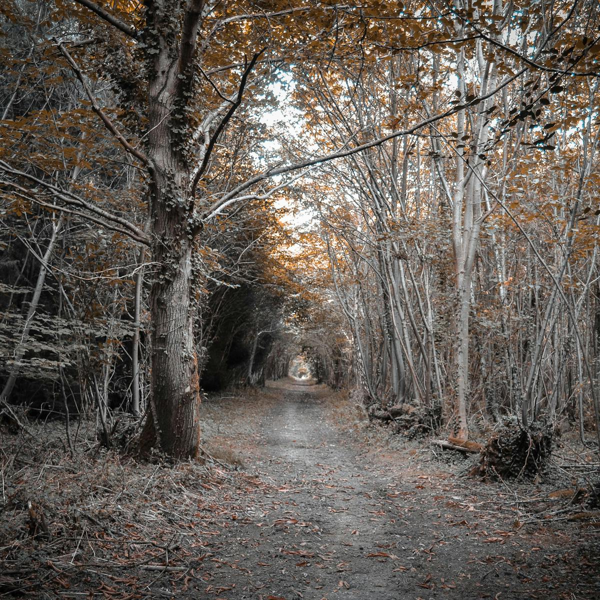 Curious Kids Why Do Our Brains Freak Us Out With Scary Dreams Curious Kids Why Do Our Brains Freak Us Out With Scary Dreams