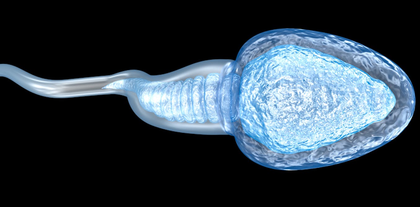 Sperm: why these secretive swimmers are the key to the future of fertility – and contraception