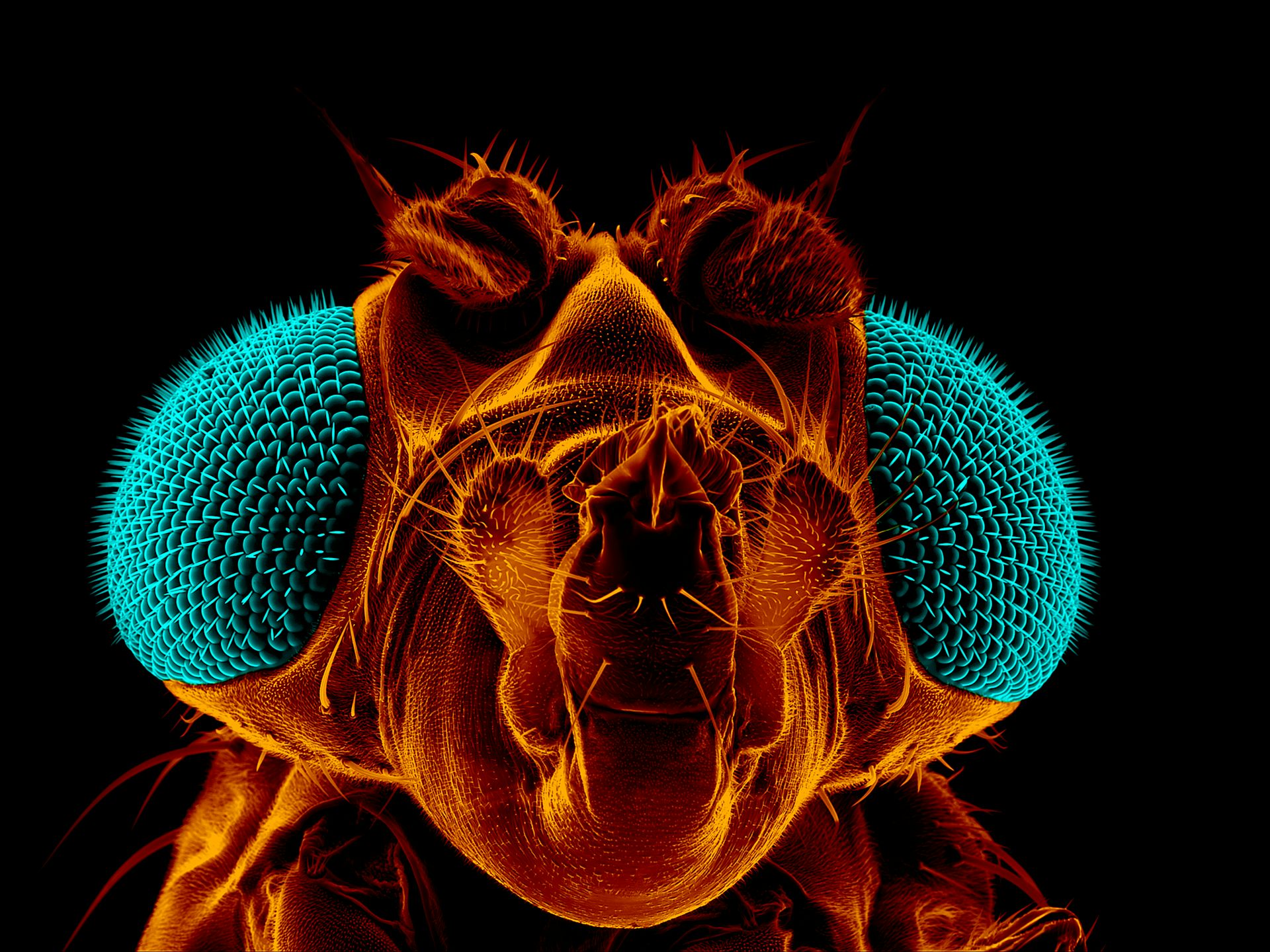 How To Kill Fruit Flies According To A Scientist   File 20170728 9675 D7oet 