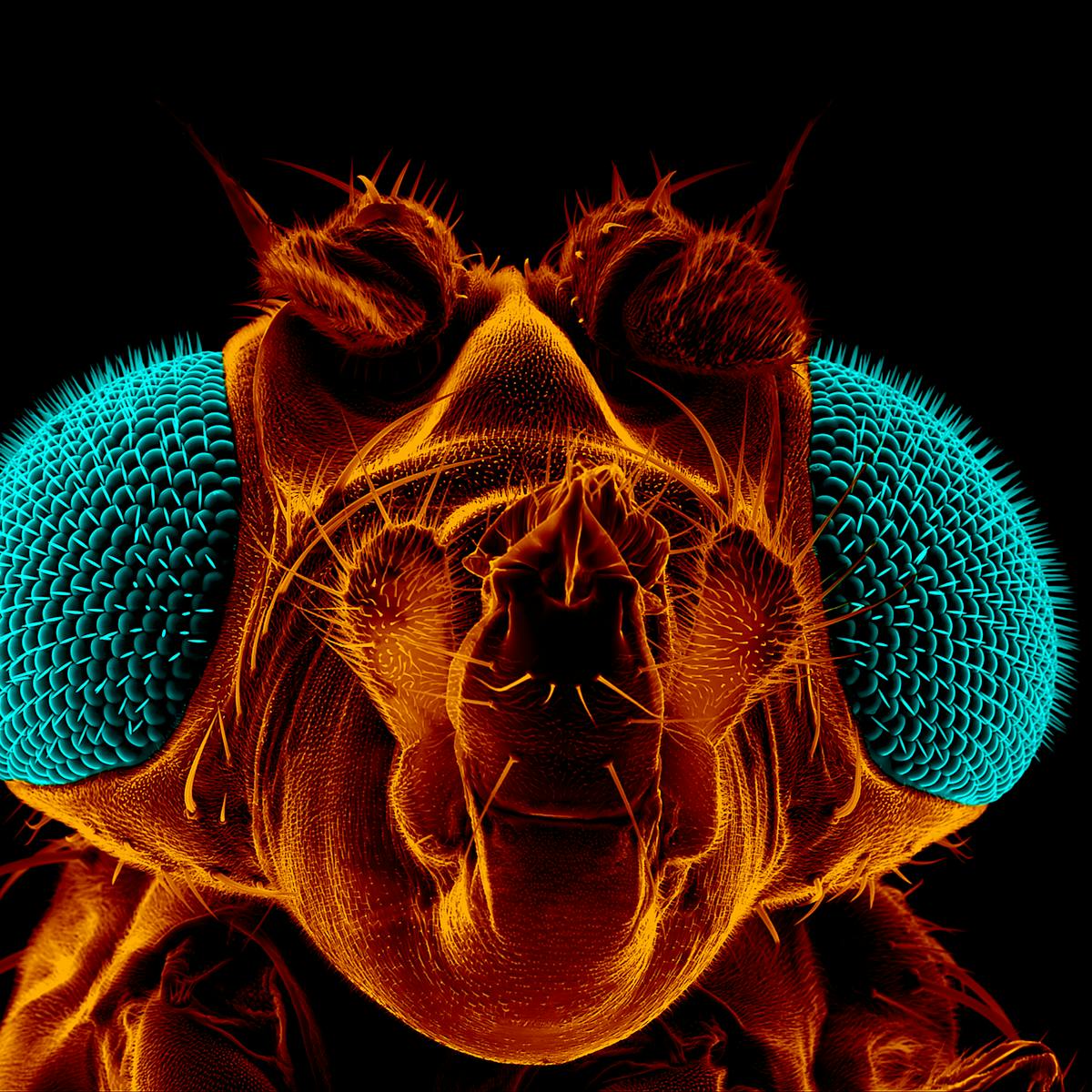 How To Kill Fruit Flies According To A Scientist