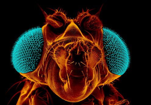 How To Kill Fruit Flies According To A Scientist