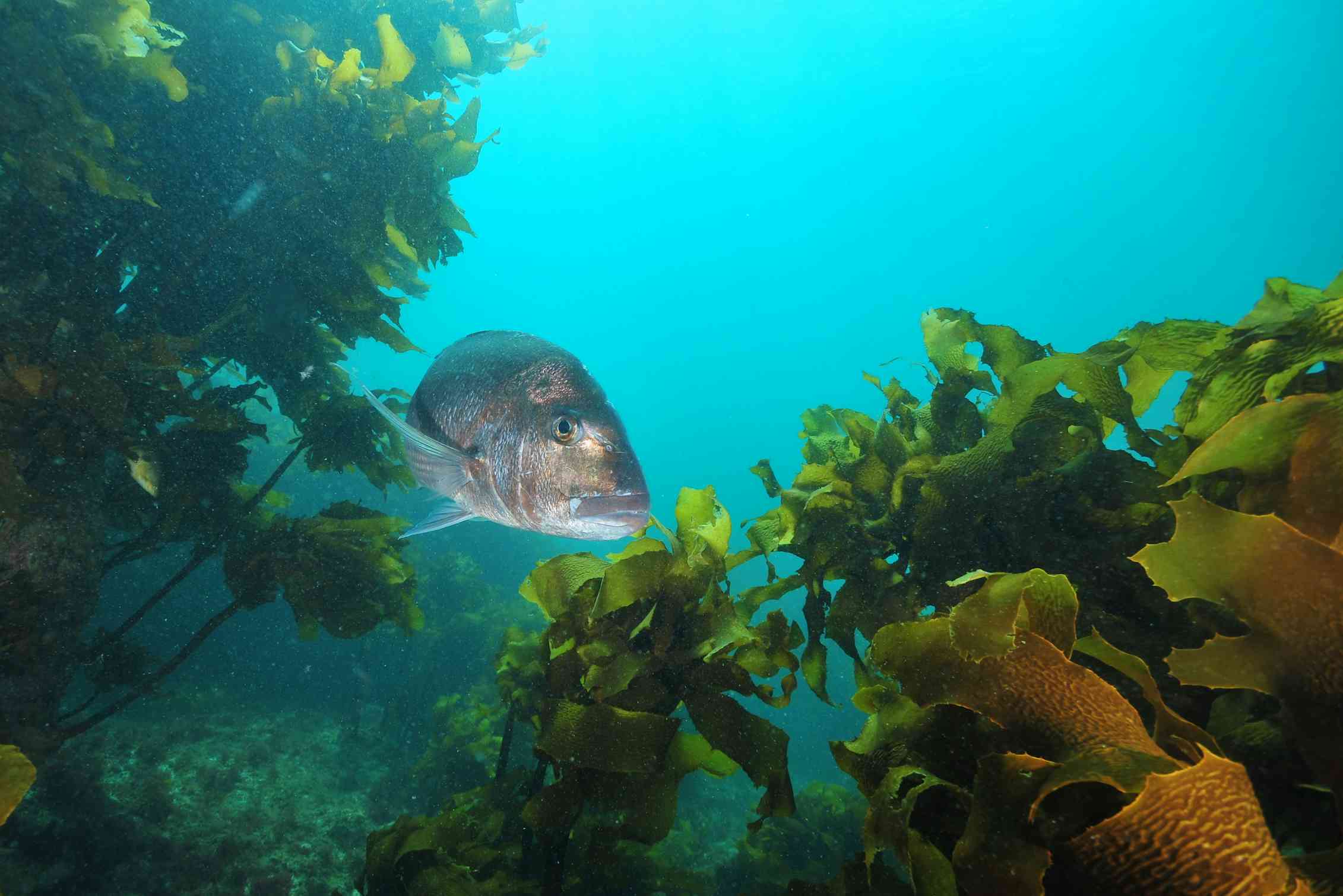 How farming giant seaweed can feed fish and fix the climate
