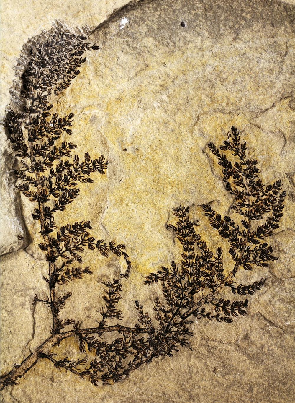 Image result for first flowering plant fossil"