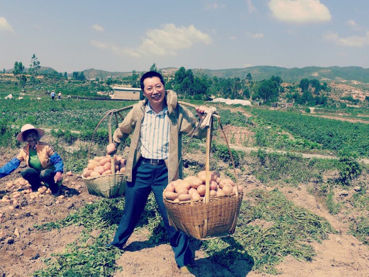 One-third of the world’s potatoes are harvested in China. International Potato Center