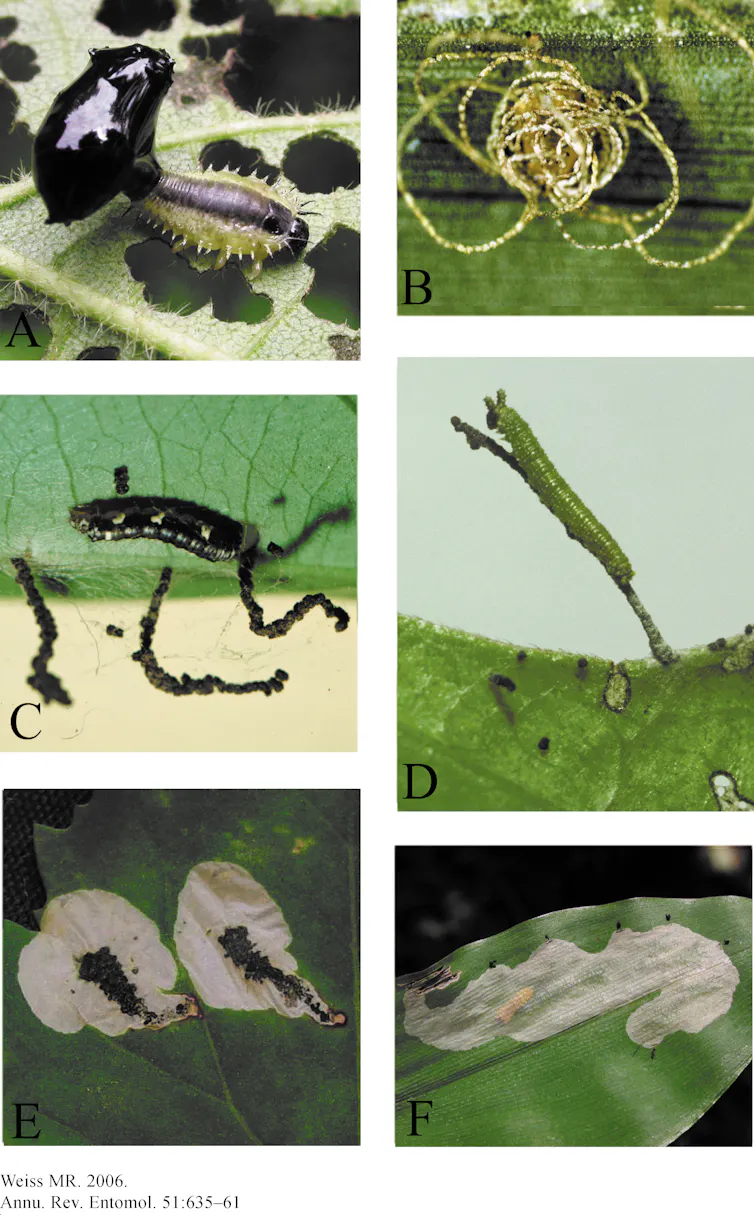 Rectangular Insect Droppings The hidden secrets of insect poop
