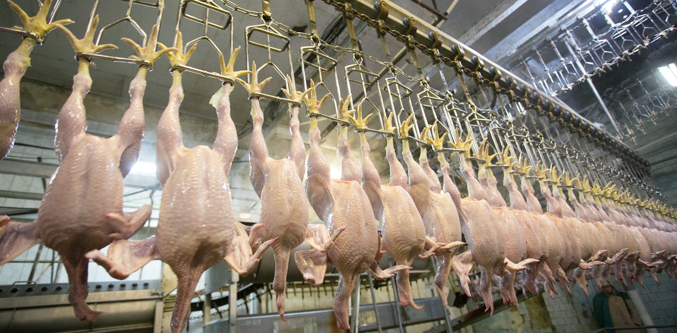 Chlorine-washed chicken Q&A: food safety expert explains why US poultry ...