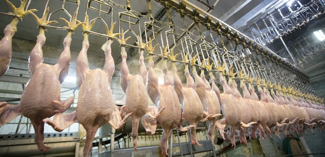 chicken production – News, Research and Analysis – The Conversation ...
