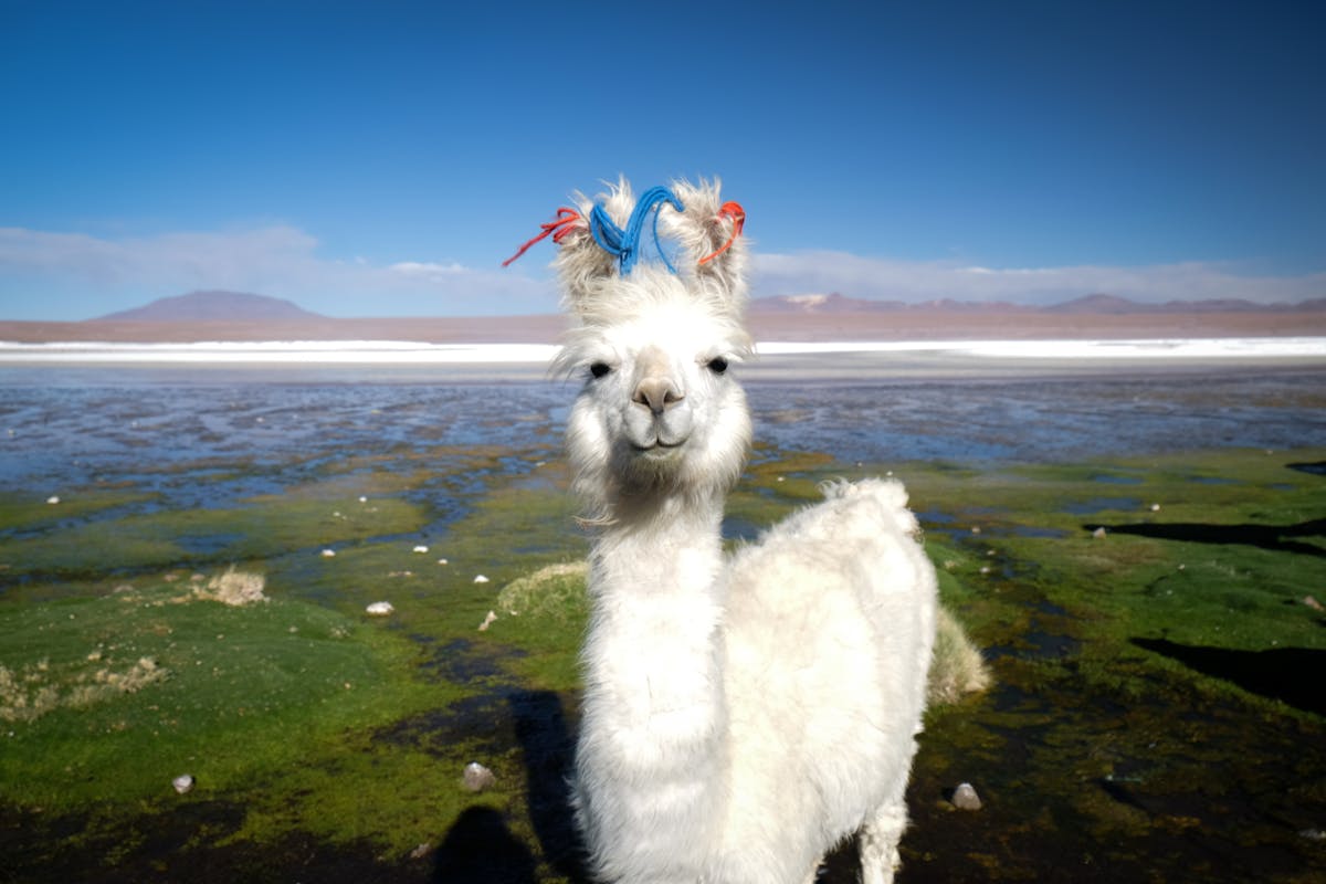 How Llamas Conquered The World
