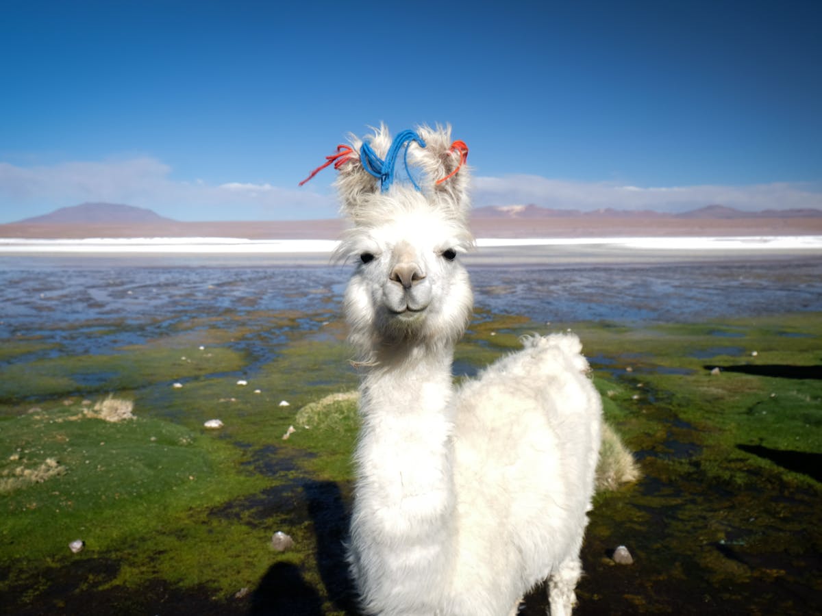 How llamas conquered the world