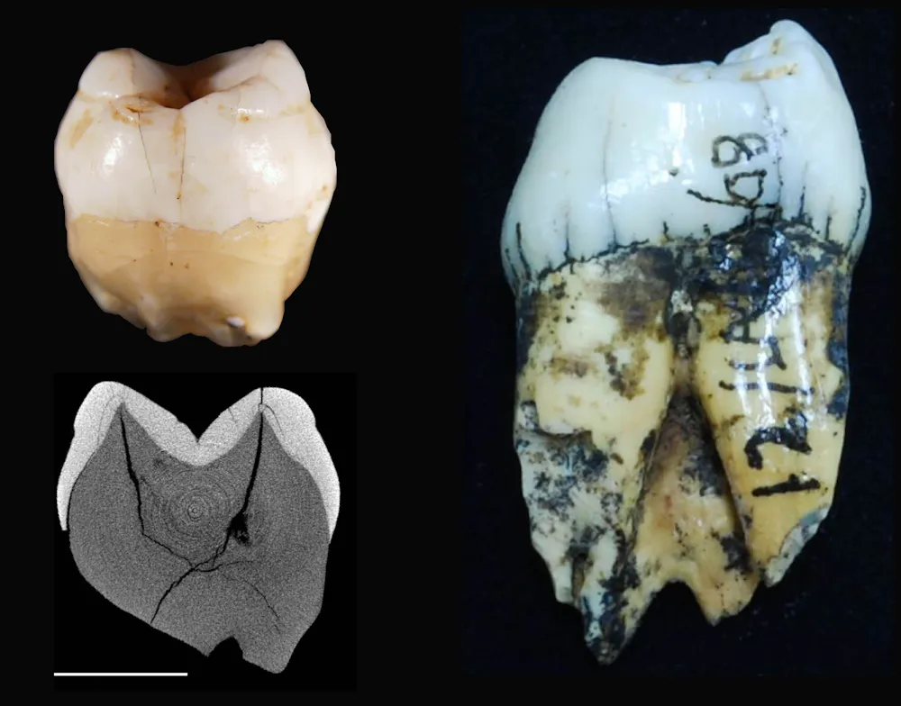 Old teeth from a rediscovered cave show humans were in Indonesia more ...