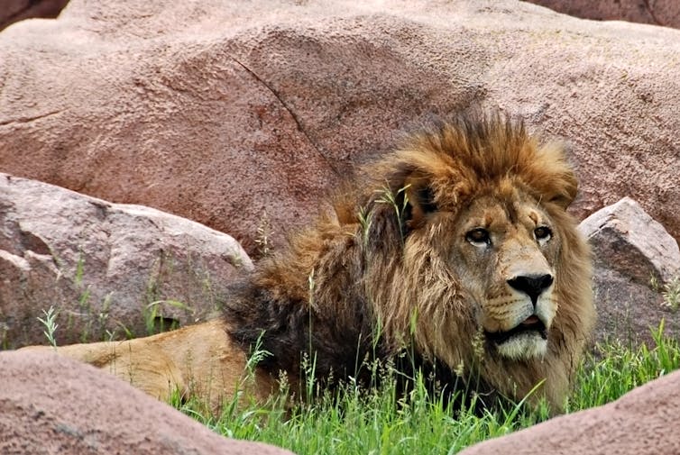 How To Save Zoos Focus On Education Conservation