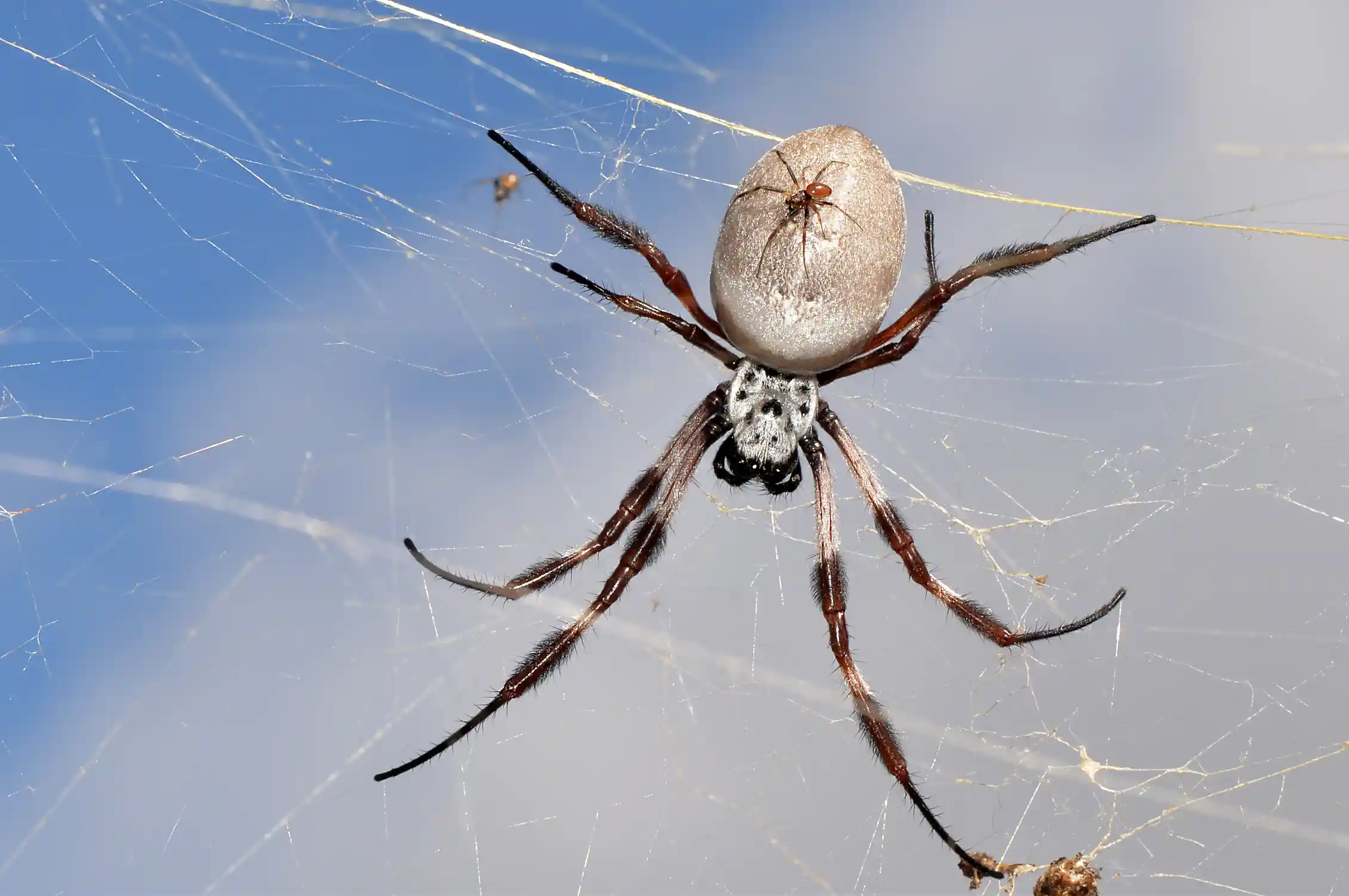 Why abseiling spiders don’t spin out of control – new research