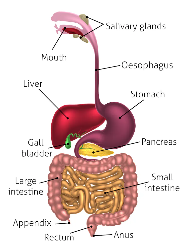 Poo transplants beyond the yuck factor: what works, what doesn't and ...