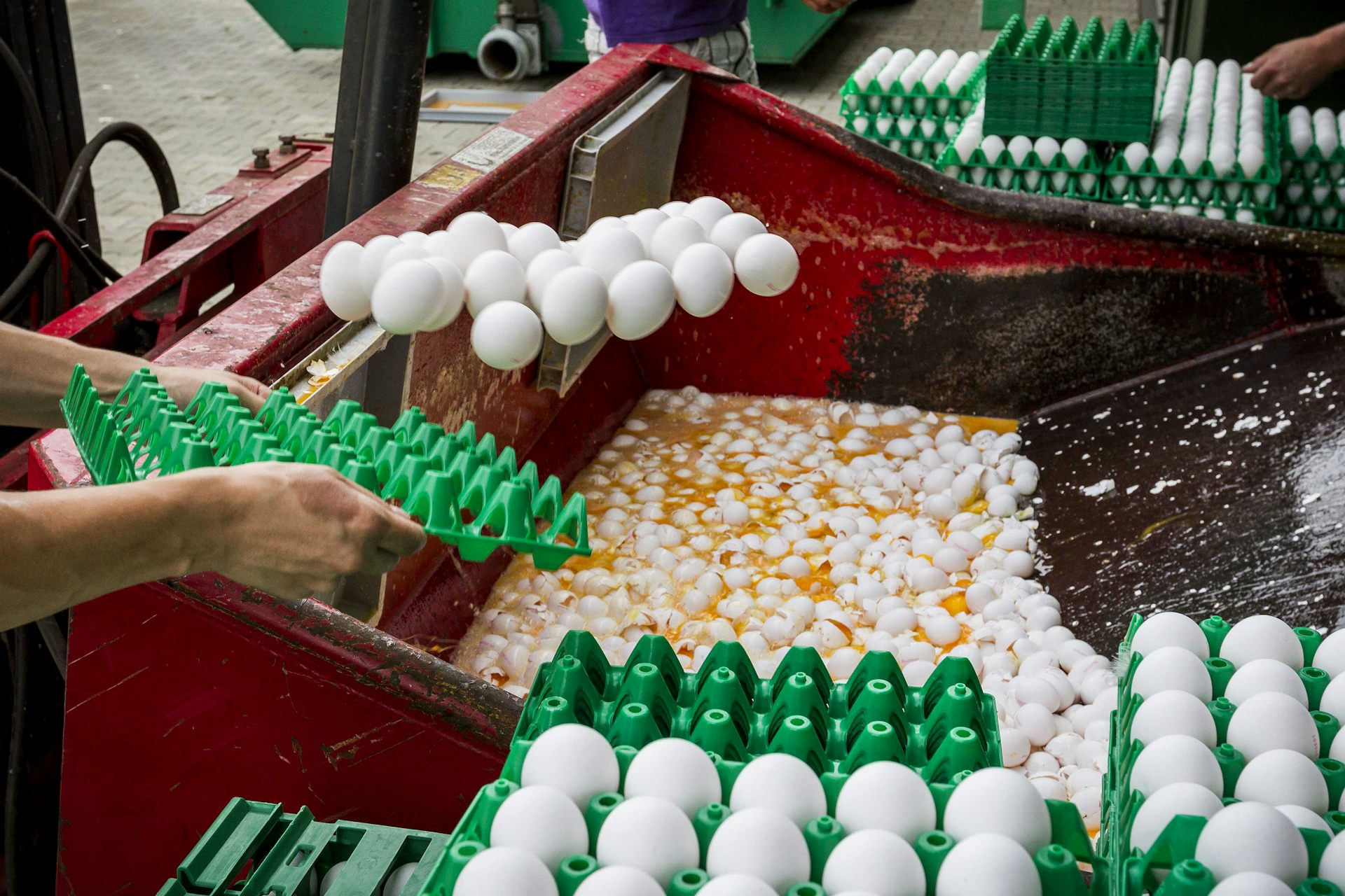 Contaminated eggs show continuing problems with supply chain