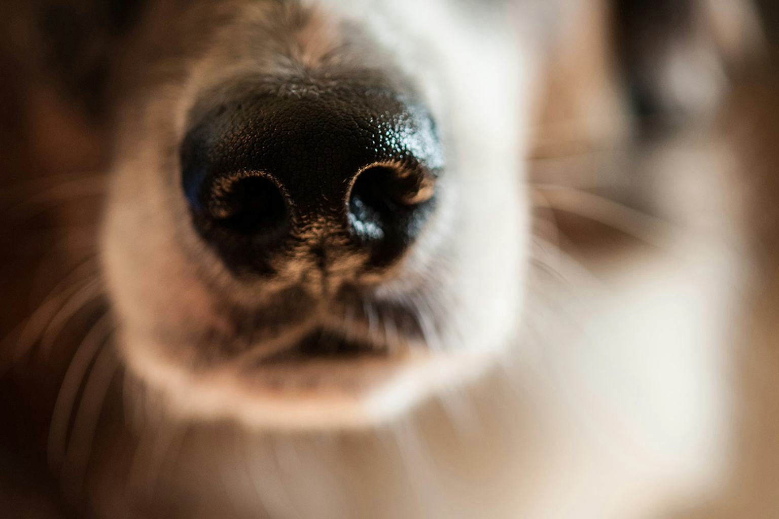Close-up of a dog's nose, highlighting its sensory importance for scent detection