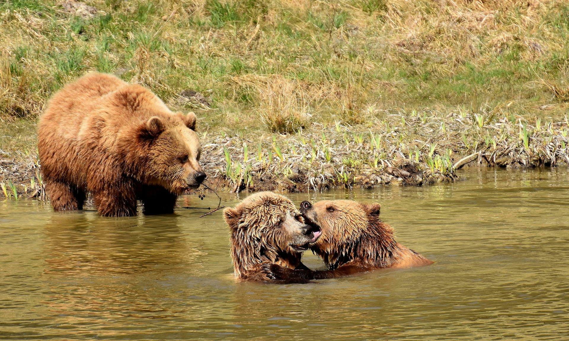Peut On Cohabiter Avec Les Ours - 