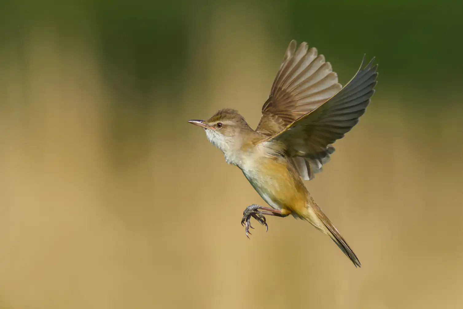 Long Distance Birds Migrating birds use a magnetic map to travel long distances