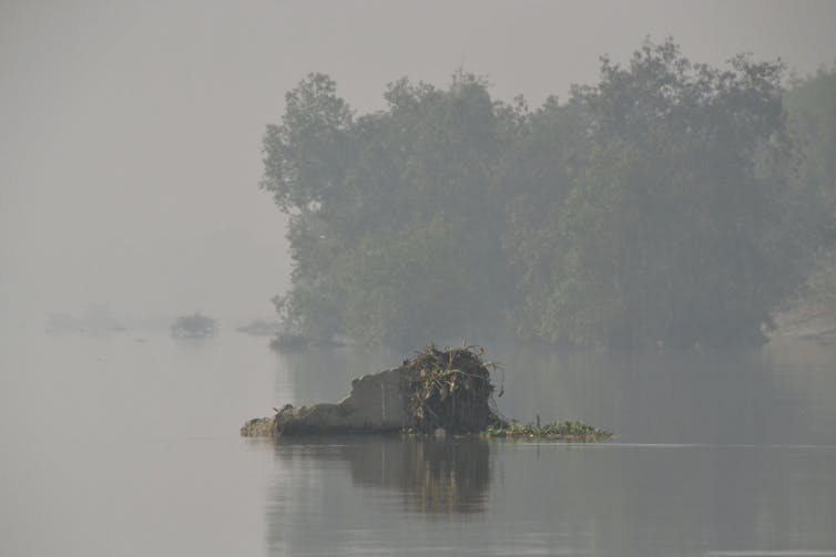 Bacteria Blamed for Mysterious Death of 350 Elephants in Africa