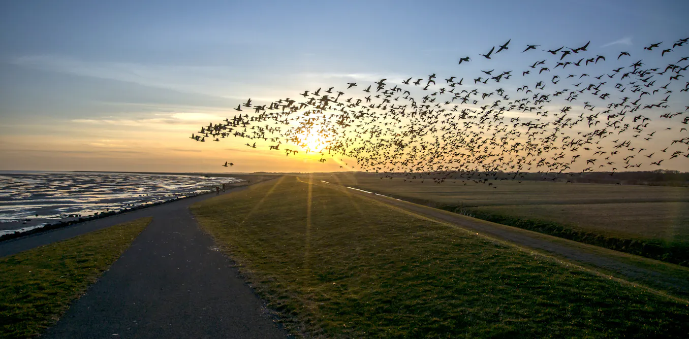 Migrating birds use a magnetic map to travel long distances