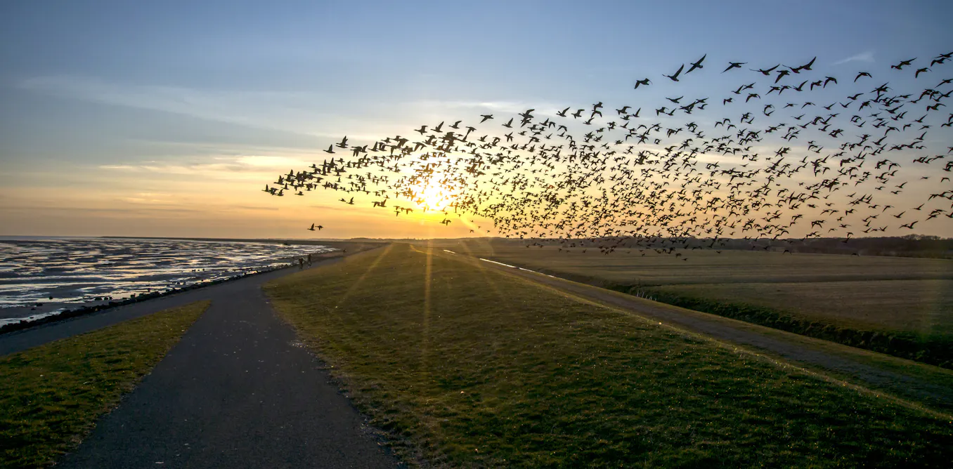 Long Distance Birds Migrating birds use a magnetic map to travel long distances