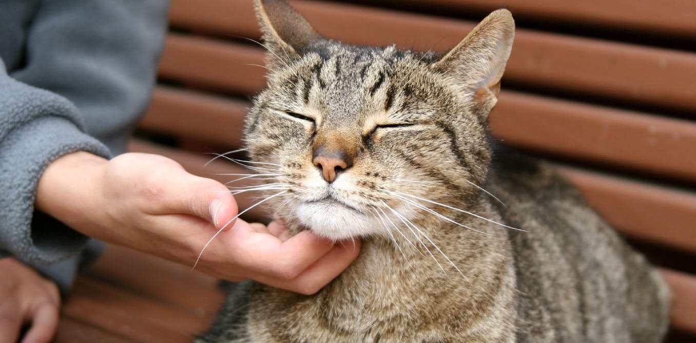Help котик