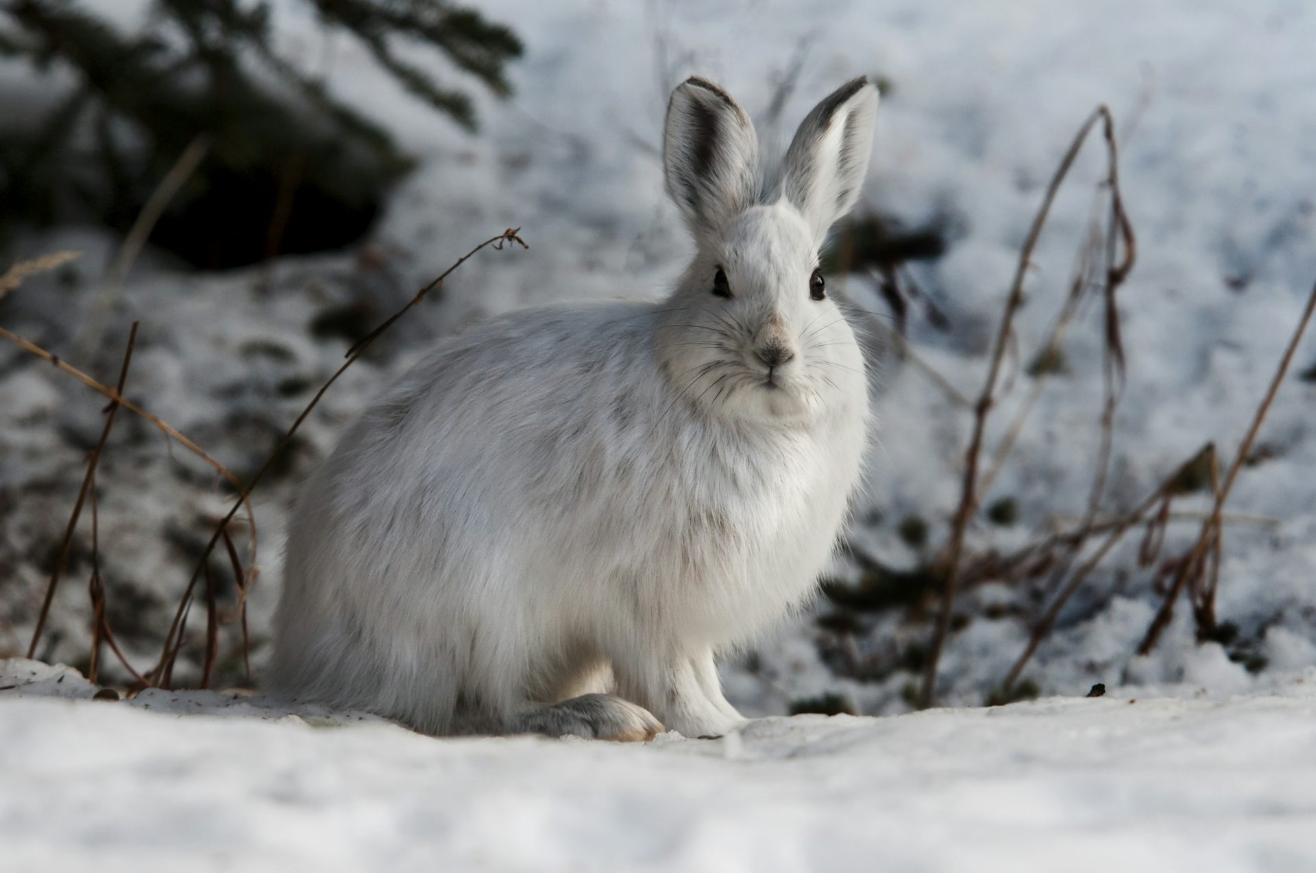 As climate change warms the Northeast, some snowshoe hares stay brown