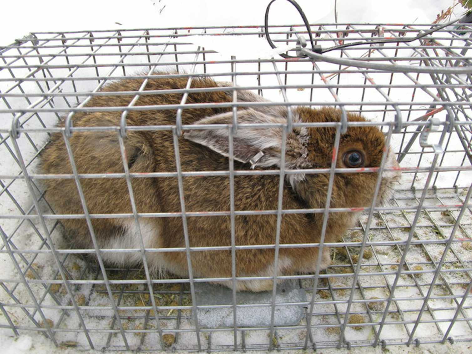As climate change warms the Northeast, some snowshoe hares stay brown