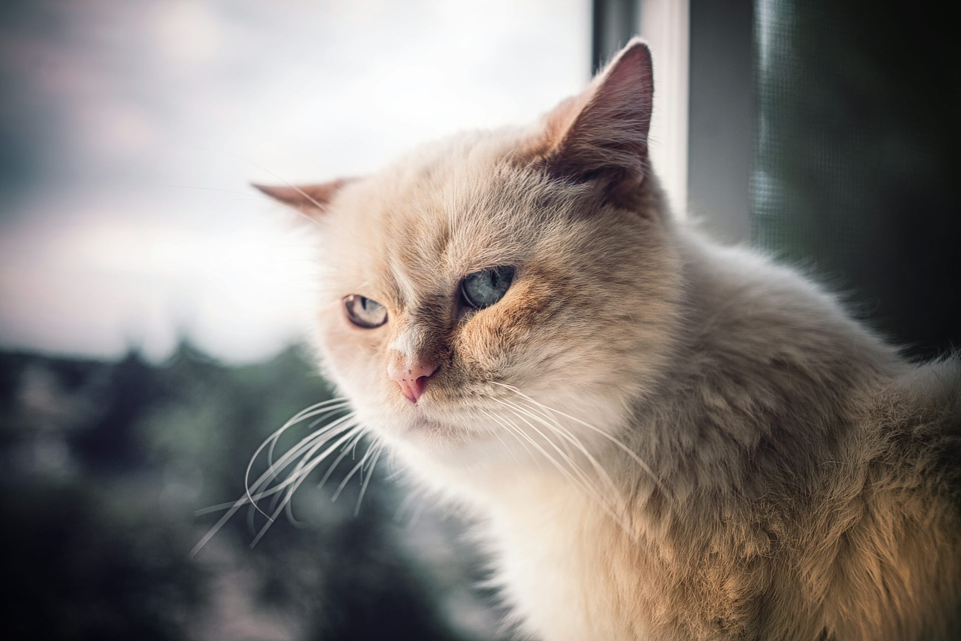 Animal cruelty – News, Research and Analysis – The Conversation – page 1