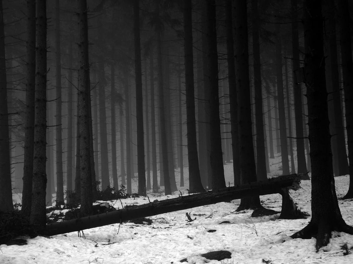 Download Decoding The Music Masterpieces Schubert S Winterreise