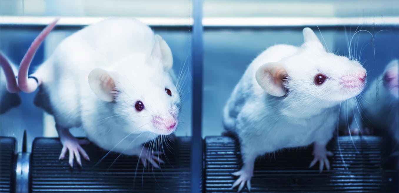 Rats Aren't Smarter Than Mice and That Actually Matters - The Atlantic