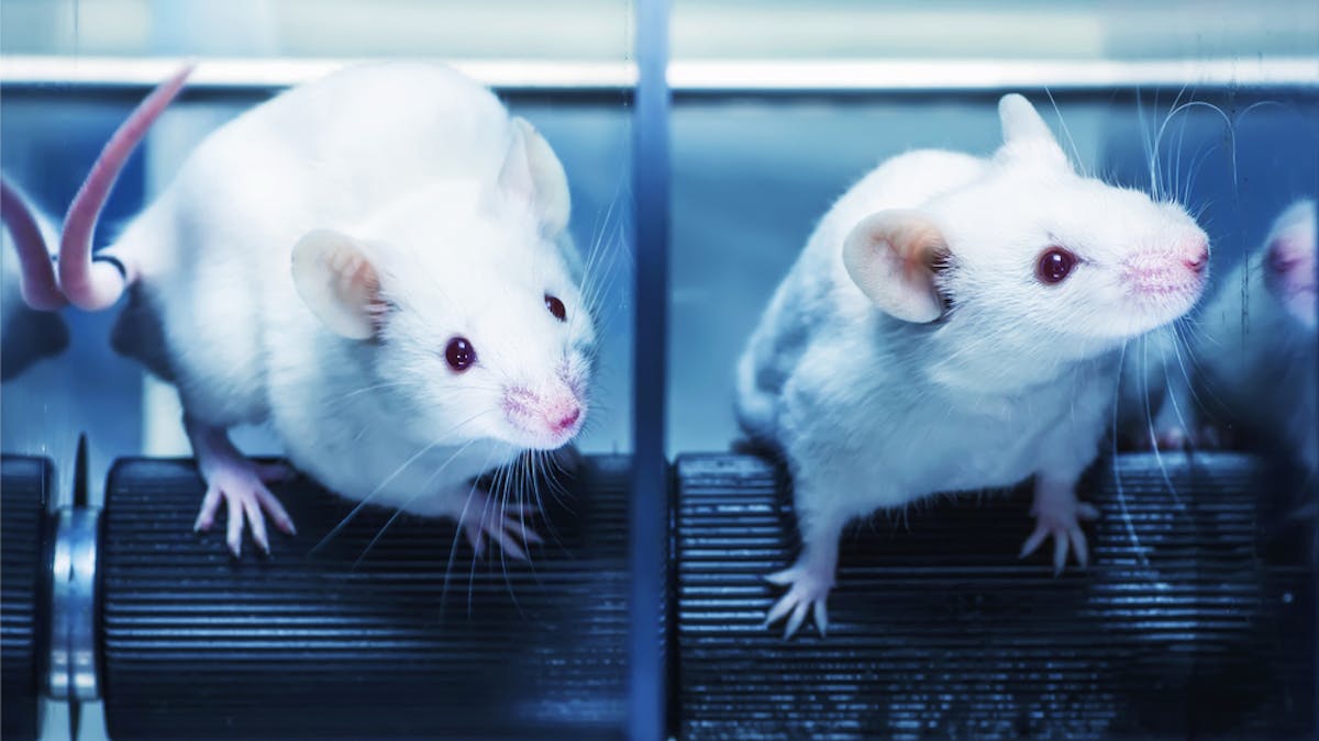 Of mice and men: why animal trial results don't always translate to humans