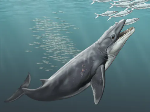 Download Ancient Whales Had More Bite Than Today S Gentle Giants For Android Free Get Wallpaper Ancient Whales Had More Bite Than Today S Gentle Giants For iPhone