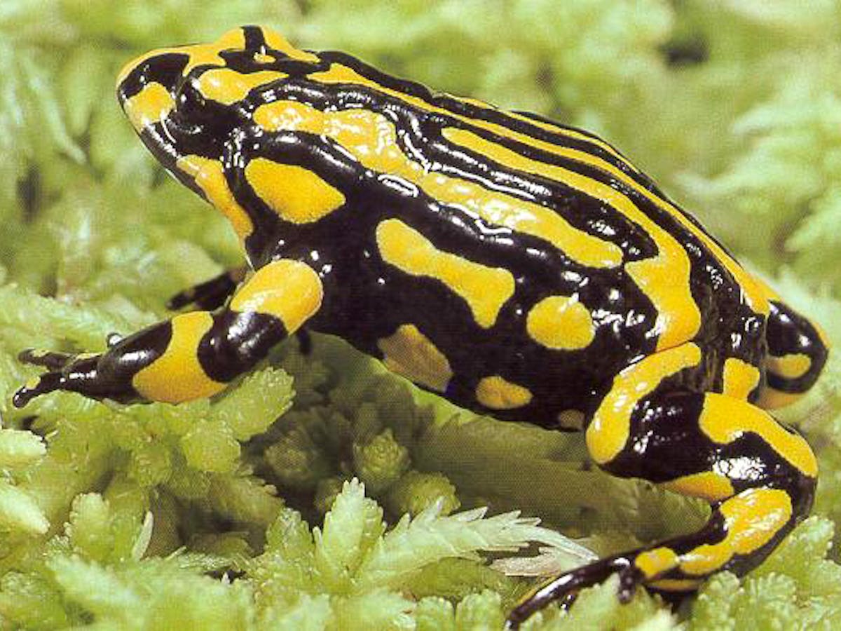 critically endangered animal species