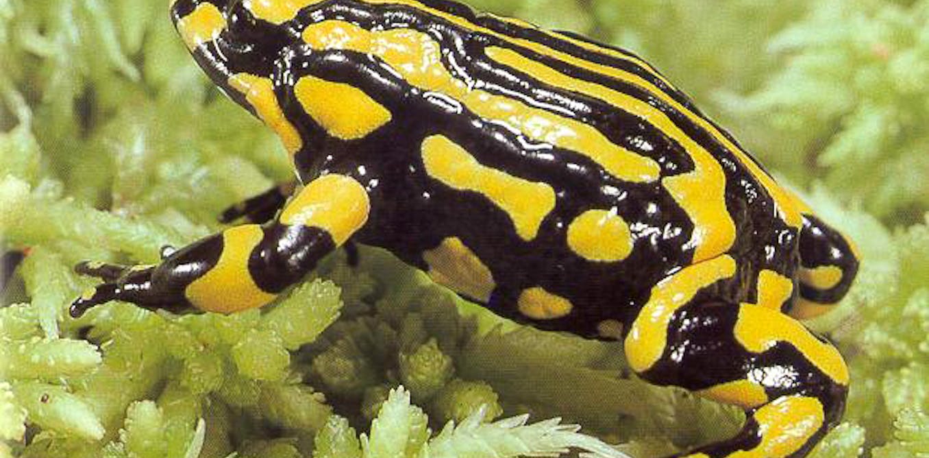 Australia's critically endangered animal species