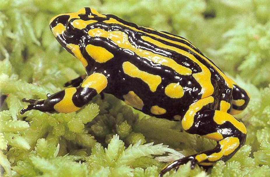 Australia's critically endangered animal species