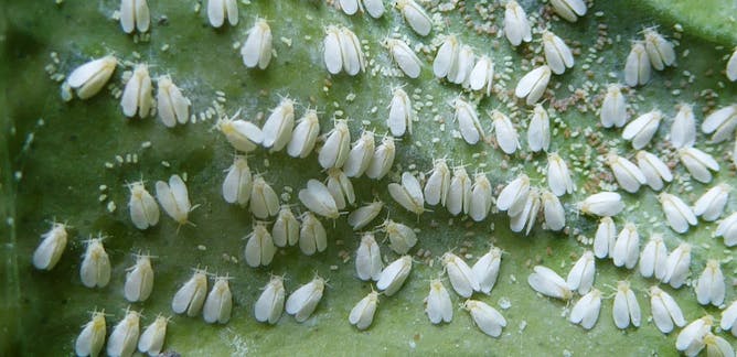 Whitefly in the greenhouse: how to get rid of