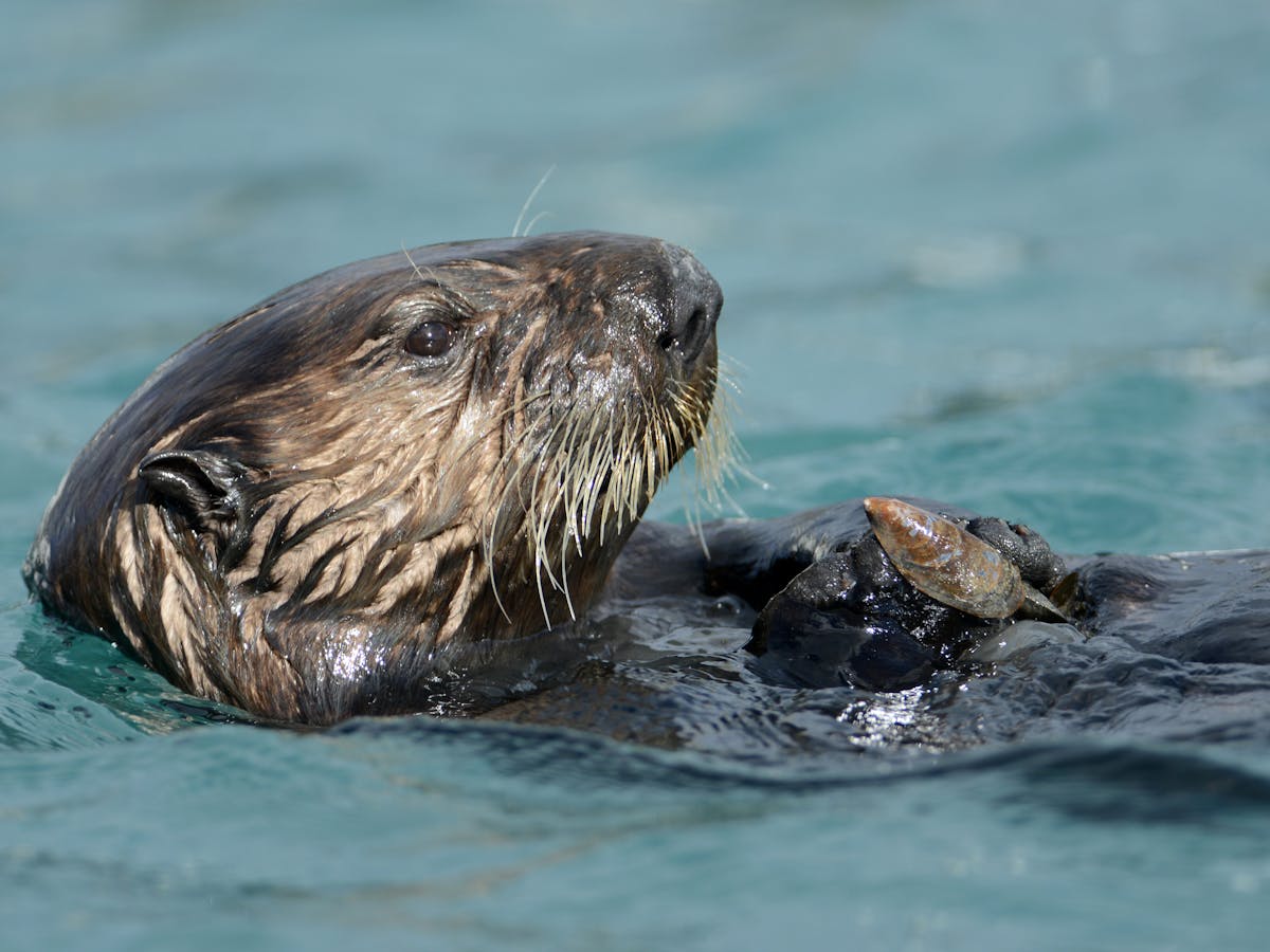 Otter Tupperware party we threw reveals how animals copy each other to learn