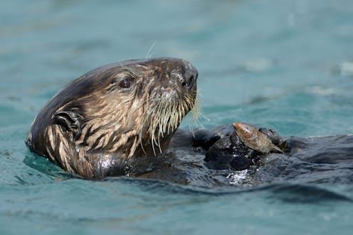 Otter Tupperware Party We Threw Reveals How Animals Copy Each