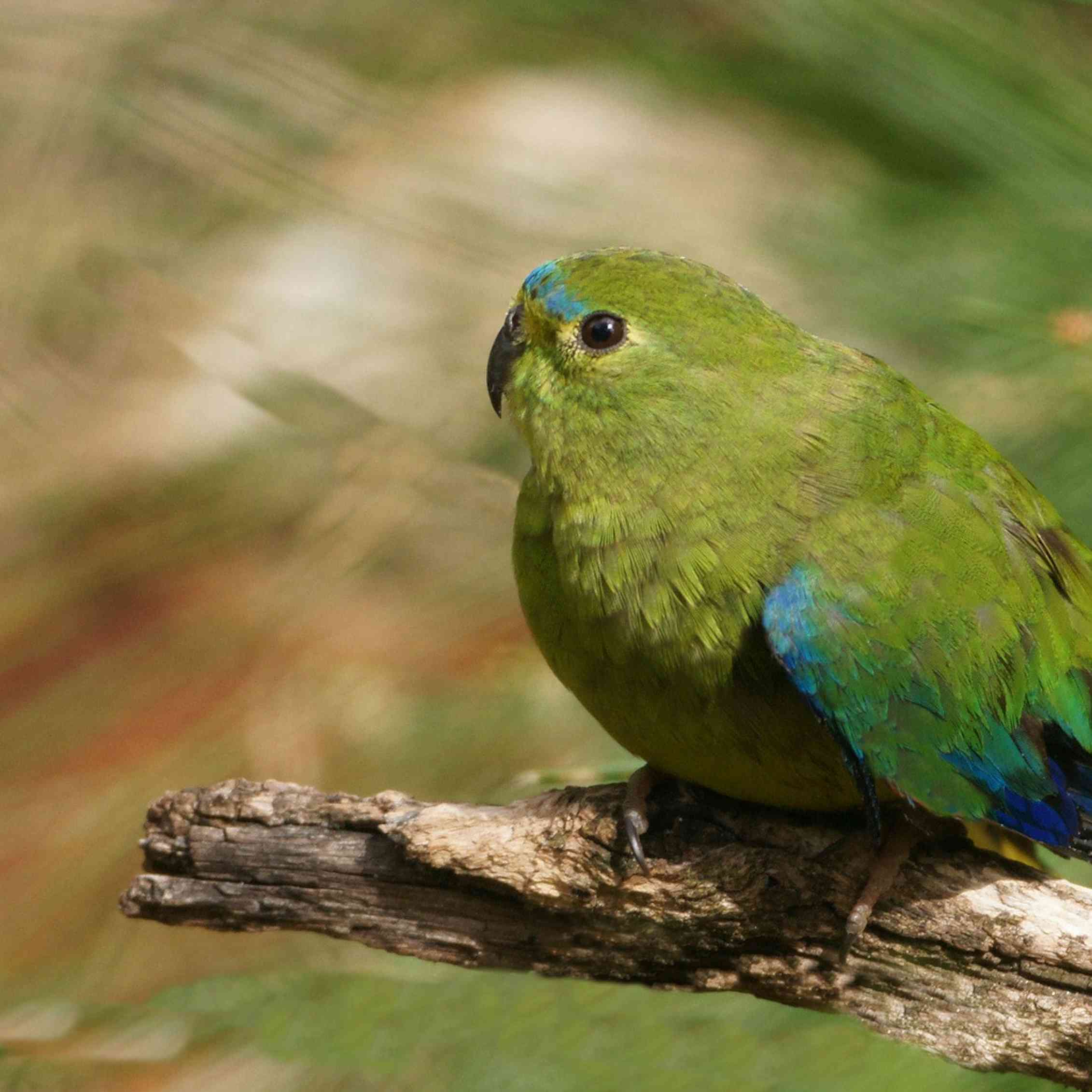 Australia's critically endangered animal species