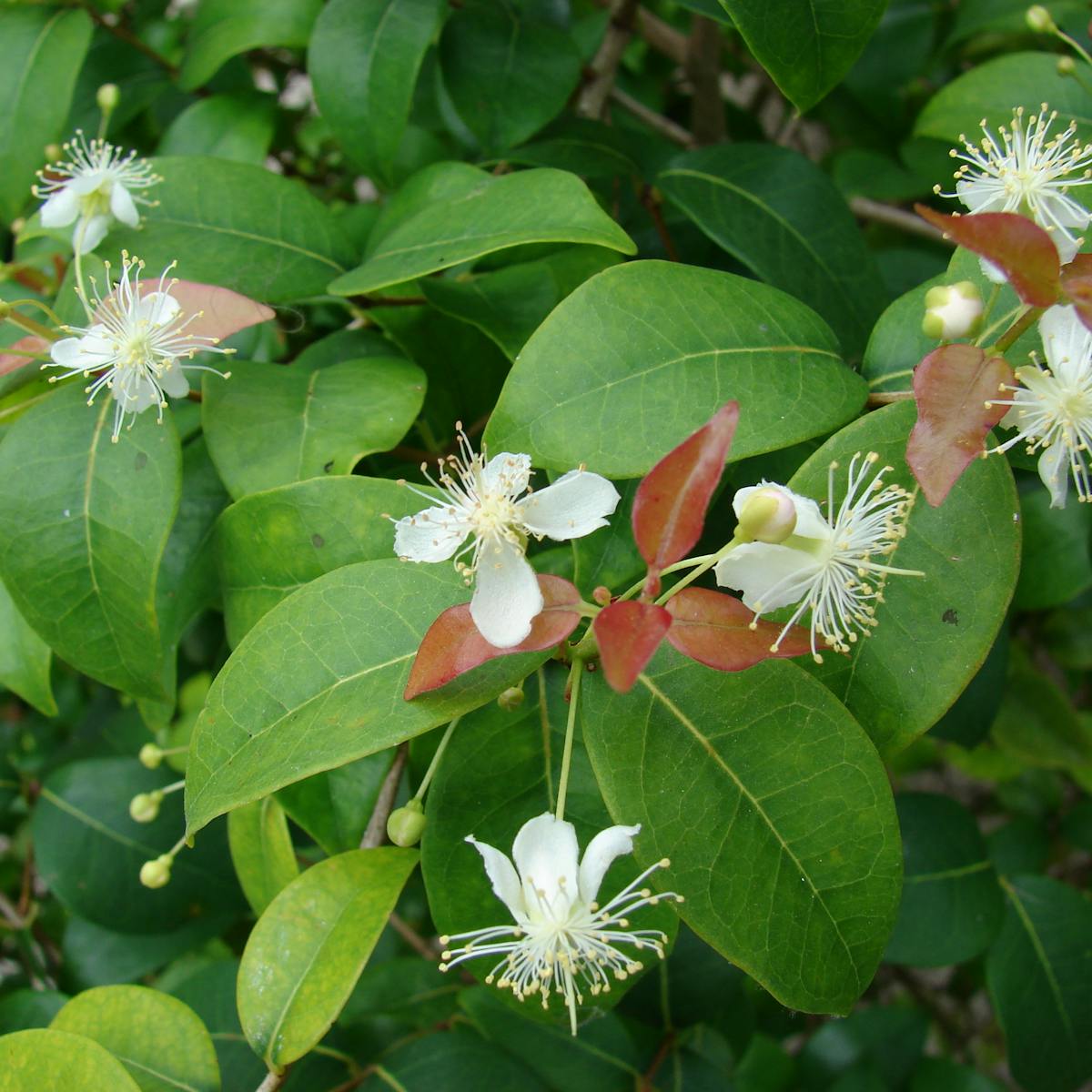 How We Used Cameras In The Sky To Track Invasive Plant Species