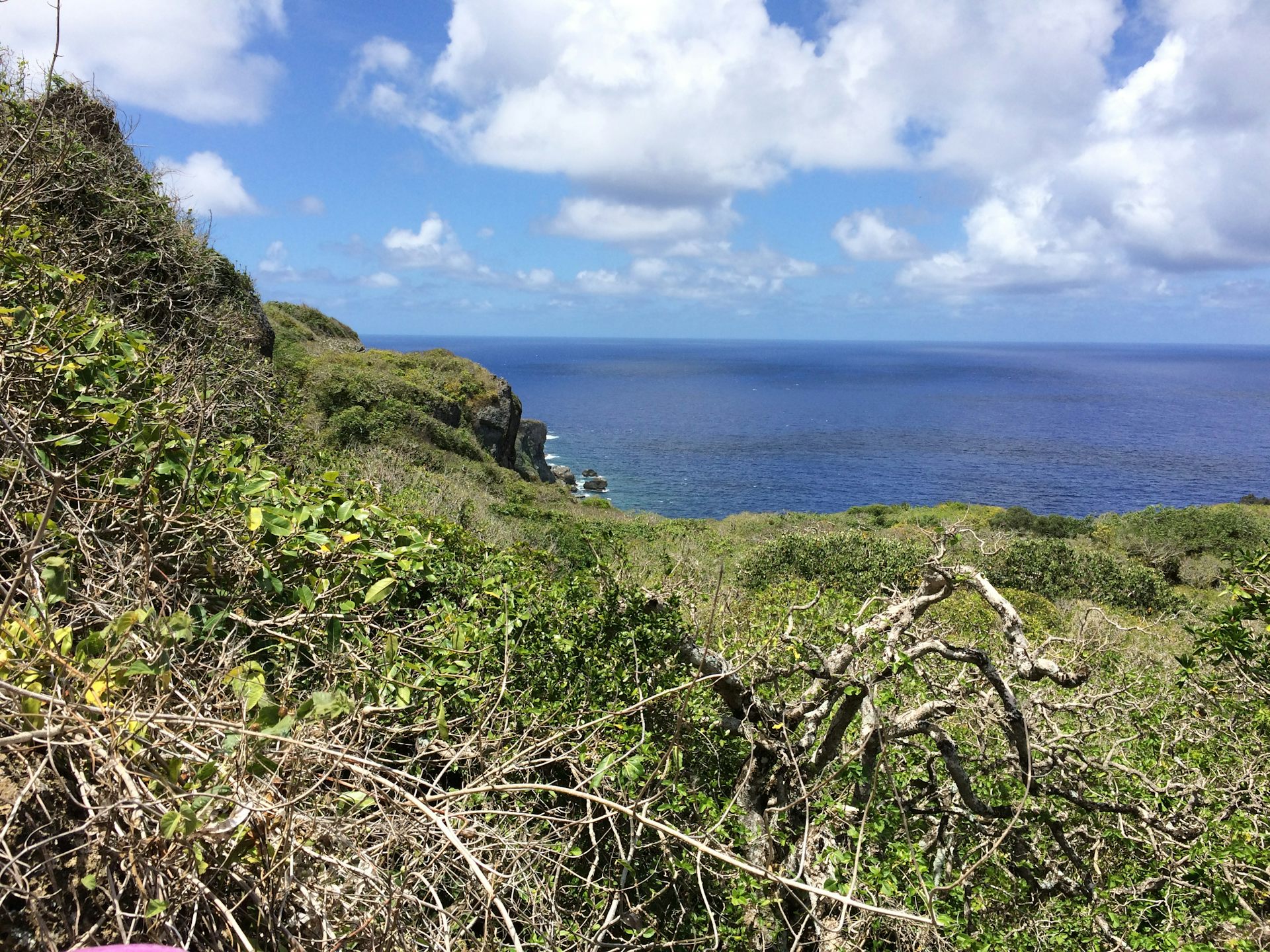 Guam S Forests Are Being Slowly Killed Off By A Snake